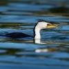 Kormoran cernobily - Microcarbo melanoleucos - Little Pied Cormorant o3410
